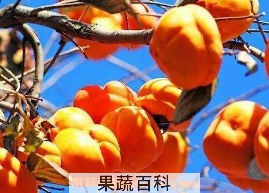 柿子不能和什么一起吃 柿子的食用禁忌