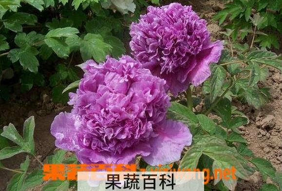 果蔬百科牡丹花种植技术