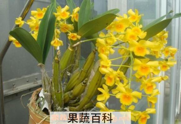 鼓槌石斛的药用价值