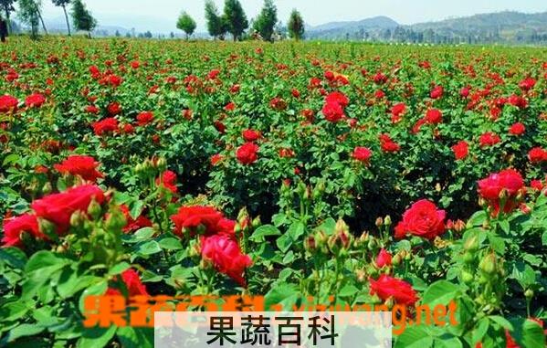 果蔬百科玫瑰花种植技术
