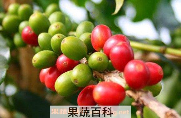苦茶油