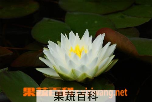 果蔬百科白睡莲