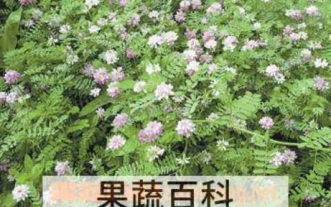金铃花图片大全 金铃花的功效与作用及禁忌