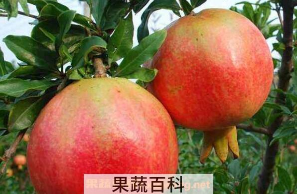 石榴上火吗 石榴是凉性还是热性 石榴一天吃多少合适