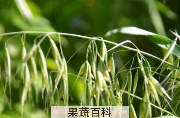 野燕麦有什么作用 野燕麦的功效与作用
