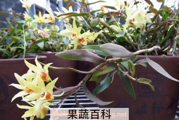 石斛花怎么吃 石斛花的食用方法