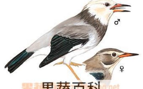 金丝梅的功效与作用及禁忌 金丝梅的功效与作用图片和主治