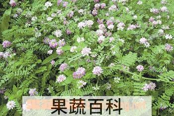 果蔬百科小冠花