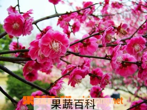 果蔬百科马利筋