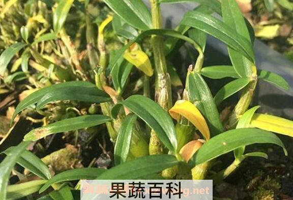 霍山石斛的功效与用法