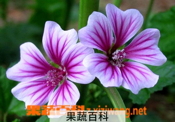 果蔬百科大花萱草