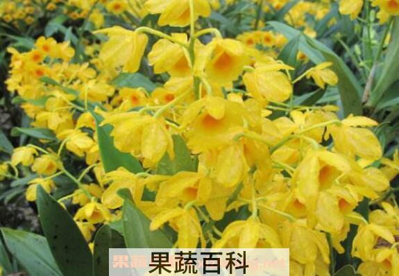 鼓槌石斛花的功效与作用 鼓槌石斛花的食用方法