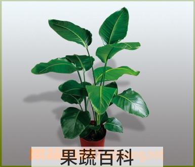 果蔬百科韩信草