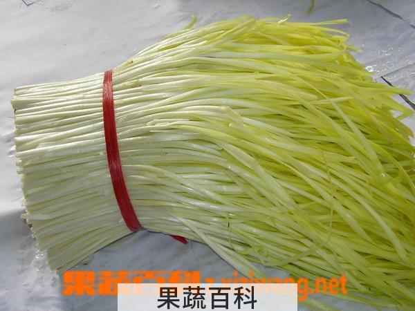 果蔬百科松叶菊