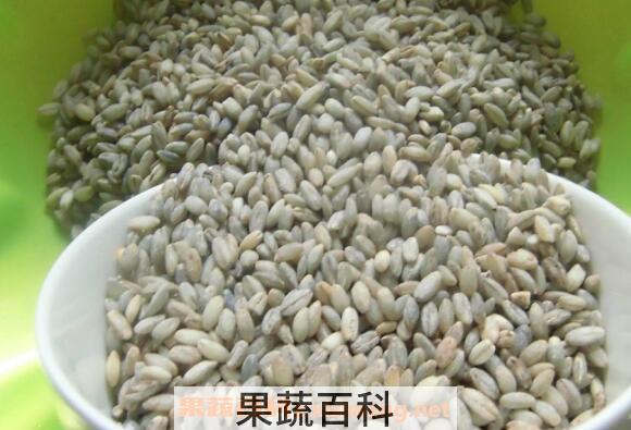 青稞的功效与作用 吃青稞的好处