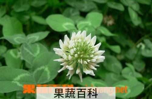 果蔬百科白三叶草
