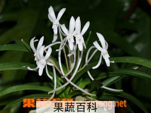 果蔬百科风兰