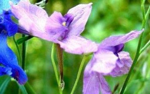 翠雀的功效与作用是什么 翠雀的功效与作用图片