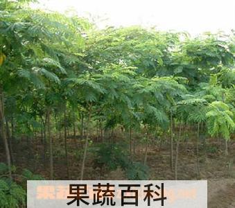 果蔬百科银合欢