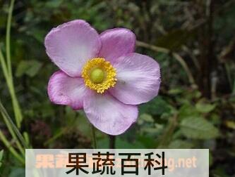 果蔬百科打破碗花花