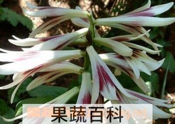 果蔬百科大百合