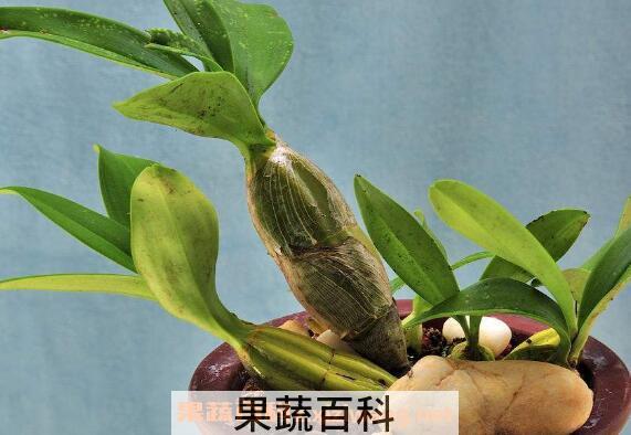 鼓槌石斛种植方法和种植技术 鼓槌石斛怎样养的壮