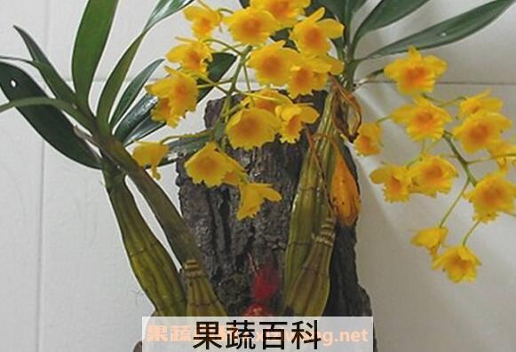 鼓槌石斛种植方法和种植技术 鼓槌石斛怎样养的壮