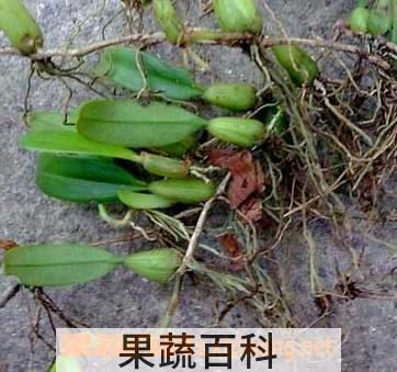果蔬百科石仙桃
