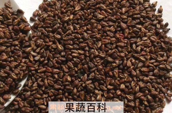 葡萄籽的功效与作用 吃葡萄籽有什么好处