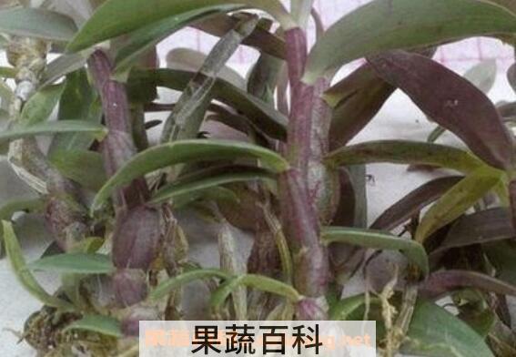 紫皮石斛的功效与作用及食用方法