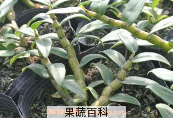 紫皮石斛的功效与作用及食用方法