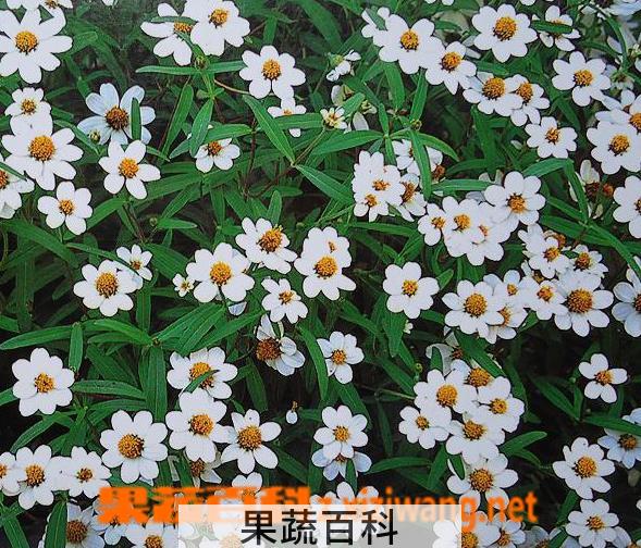 果蔬百科大滨菊