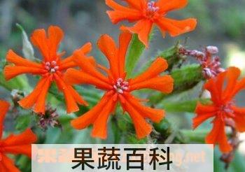 果蔬百科大花剪秋萝