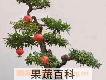 果蔬百科盆栽石榴花