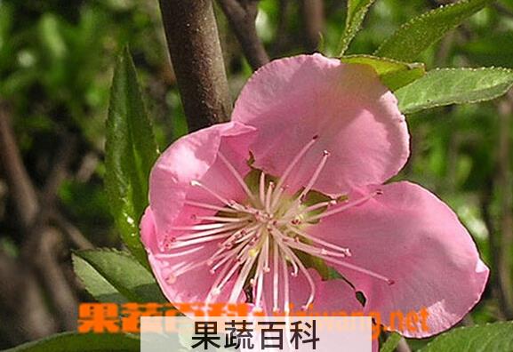 果蔬百科山桃花