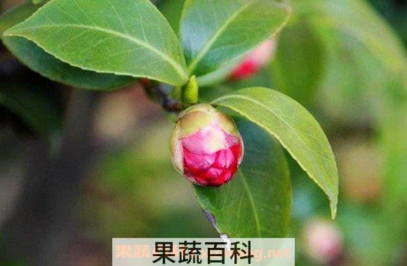 茶花油