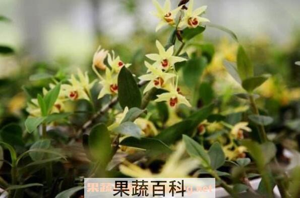 吃石斛花要注意什么 石斛花泡水喝的禁忌