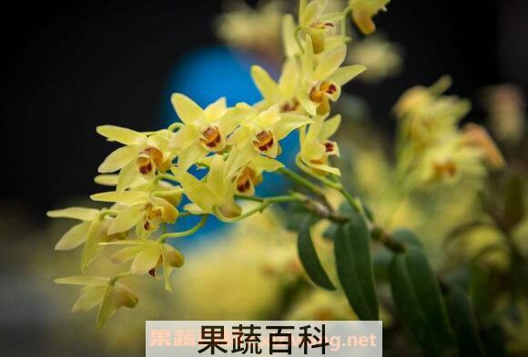 吃石斛花要注意什么 石斛花泡水喝的禁忌