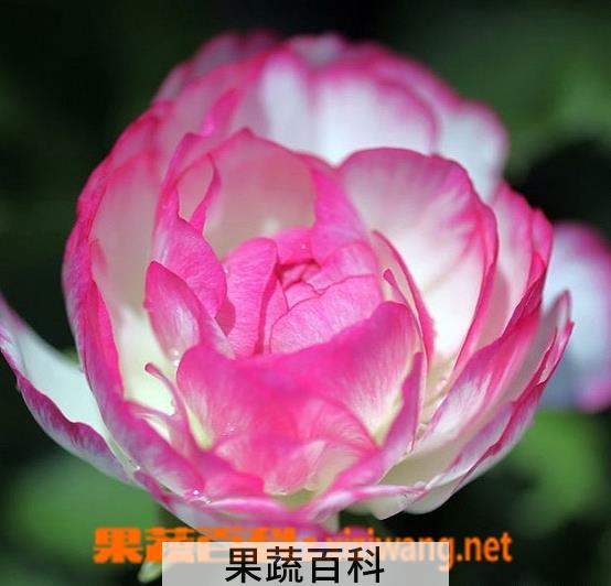 果蔬百科花毛茛
