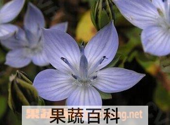 果蔬百科肋柱花