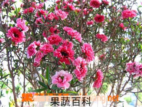 果蔬百科松红梅