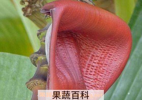 香蕉花的功效与作用 香蕉花什么人禁吃