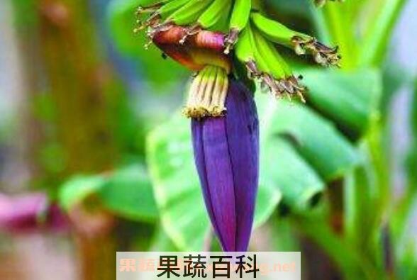 香蕉花怎么吃 香蕉花怎么做好吃