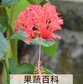 果蔬百科吊灯扶桑