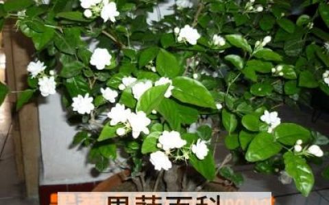 茉莉花有哪些好处和功效 茉莉花有哪些好处和坏处