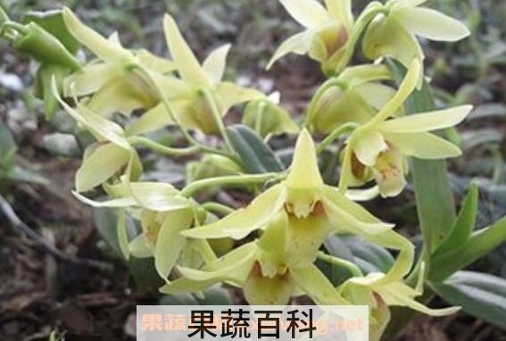 铁皮石斛花的功效与作用 铁皮石斛花有什么作用