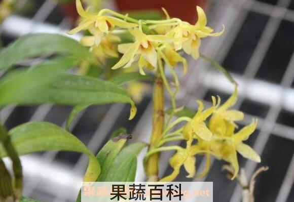 铁皮石斛花的功效与作用 铁皮石斛花有什么作用