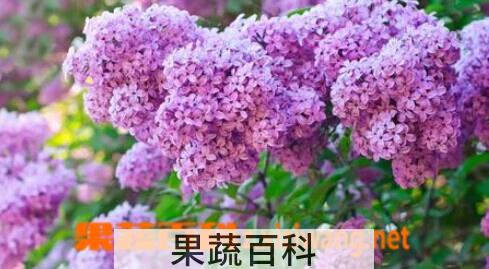 果蔬百科绣球花