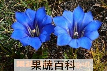 果蔬百科龙胆花