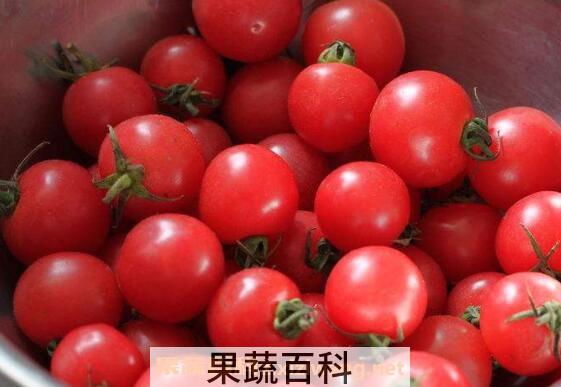 小西红柿的功效与作用